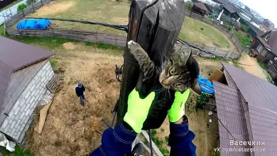 Rescuing and training cat Gek to descend from perilous heights