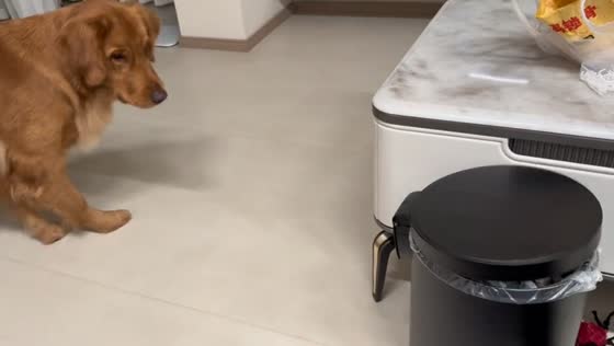 Golden retriever scared of trash can in Sichuan, China