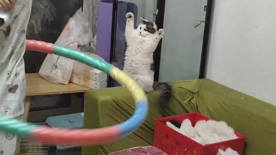 Playful cat tries to catch spinning hula hoop in Guizhou, China