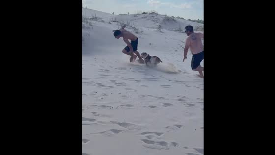 Dog chases sand slider in El Pinar, Uruguay