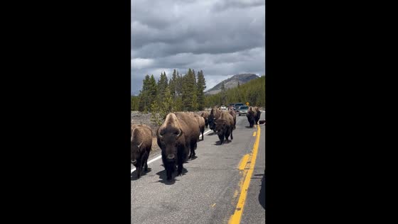 Bisons walking along the road in Yellowstone National Park