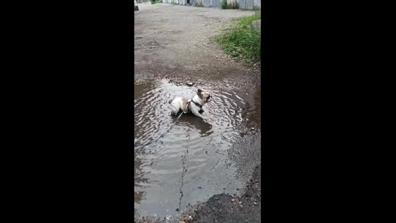 Paws & play: bulldog Steven's splashy adventure in the Ussuriysk puddle