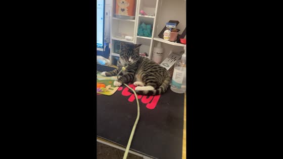 Cat startled by loud sounds on desk in Guizhou, China