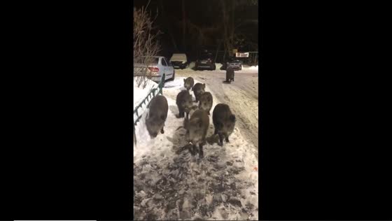 Wild boars roam Mytishchi streets: residents share food amidst rising concerns of unwanted encounters