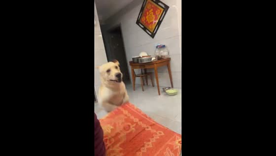 Labrador fails to jump on couch, making everyone laugh in Fujian, China