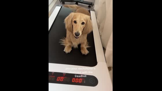 Watch Henri the Dachshund's hilarious reaction to a treadmill in Dallas, Texas!