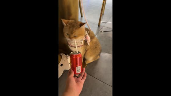 Cat shakes its head after smelling soda can in Shanghai, China
