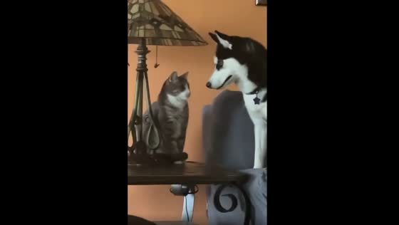 A cat slaps Husky in the face!