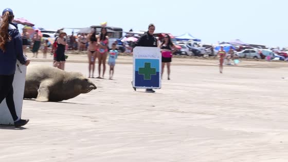 Seal draws crowds as it makes unusual appearance on Rio Grande beach