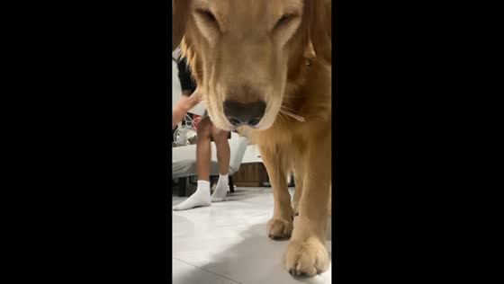 Golden retriever steals the spotlight in Manila, Philippines