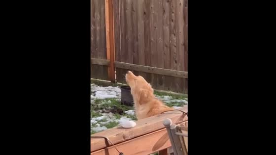 Charles the golden retriever: the firetruck siren howling sensation!