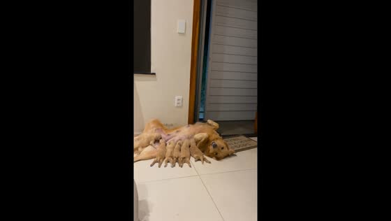 Mother golden retriever nurses her puppies in Ubaira, Brazil