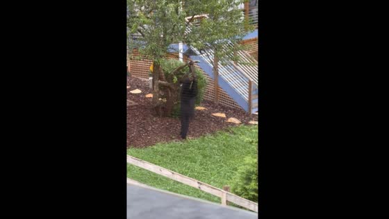 Black bear tries to eat from bird feeder in Asheville, North Carolina