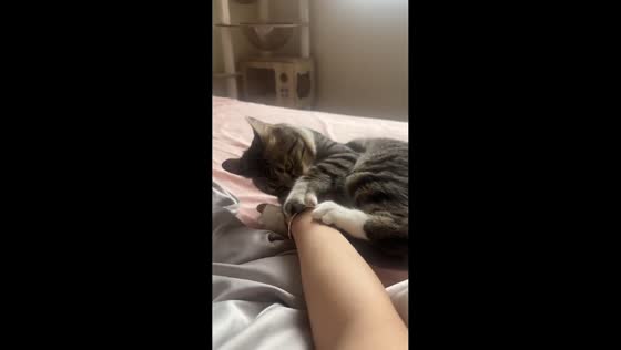 Playful tabby cat wrestles with owner during bed playtime in Anhui, China