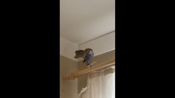 Parakeet pecks holes into wall in Erdek, Turkey