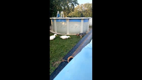 Ducks chase dog in Hazlet, New Jersey, USA