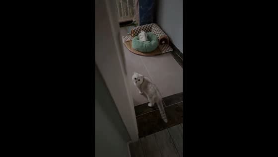 Pet cat asks owner for company during midnight snack in Guizhou, China