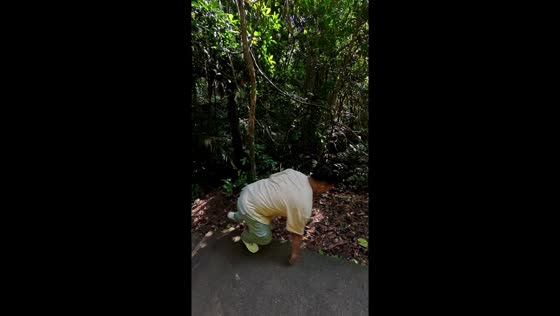 Man trips but recovers quickly at Haew Narok Waterfall in Nakhon Ratchasima, Thailand