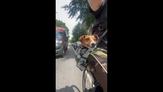 Commuter bikes to work with dog riding comfortably in sling in New York, USA