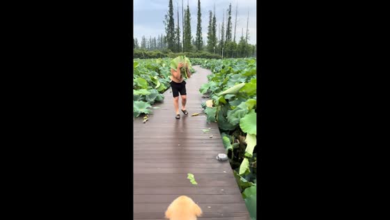 Man falls off wooden bridge during playful moment in Zhejiang, China