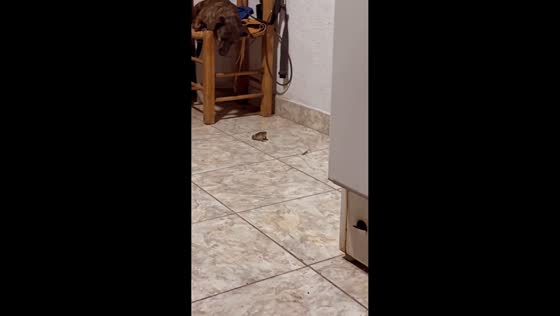 Dog watches frog catch bug indoors in La Pampa, Argentina