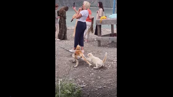 Unlikely confrontation: tourist's dog faces fierce cat at Irganai reservoir