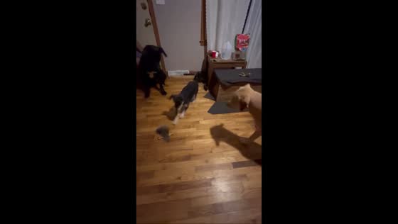Hen startles pack of dogs indoors in Roxboro, North Carolina