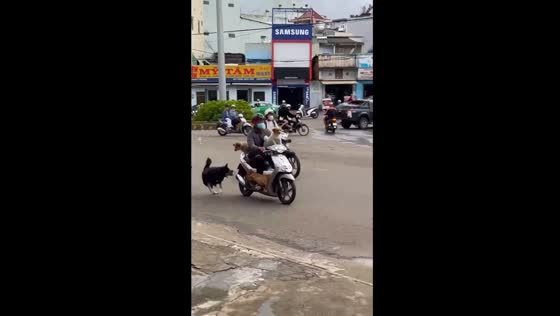 Playful pups give chase: dogs in Pleiku City pursue motorbike carrying canine companions