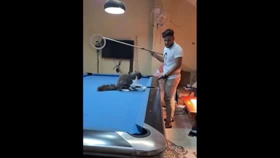 Billiards trickshot with cat adds playful twist in Sitra, Bahrain