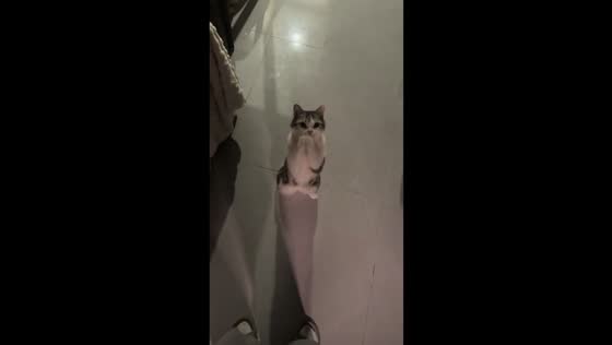 Adorable Munchkin cat stands and pleads in Guangdong, China