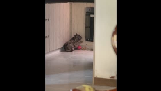 Dog slides into oven while chasing toy in Cali, Colombia