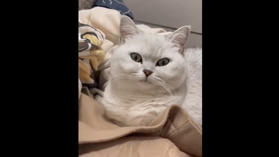 Cat appears sleepy after waking up in Hubei, China