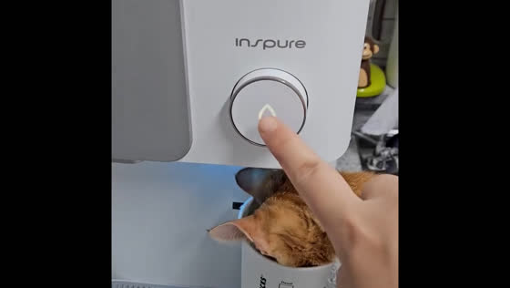 Cat gets startled by water dispenser and causes a spill