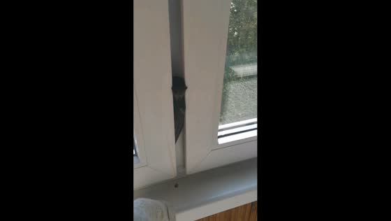Rescue mission: swallow freed from tight window space in Gomel, Belarus