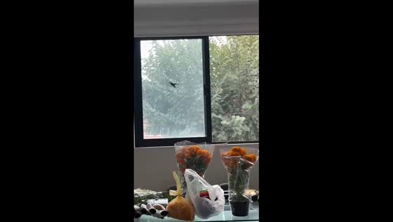 Hummingbird visit during Day of the Dead offering in Mexico