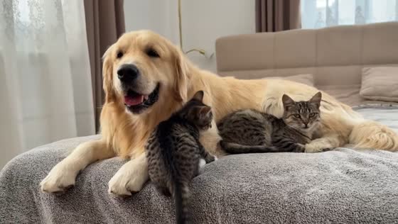 Two kittens cling to dog despite its attempts to move in Hebei, China