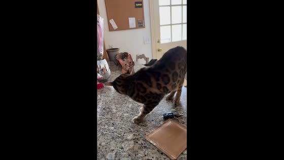 Bengal cat reacts to 3D pop-up card in Southbury, Connecticut, USA