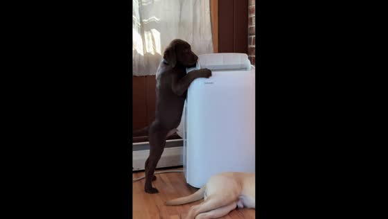 Labrador puppy rushes to air conditioner after walk in Vassalboro, Maine, USA