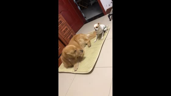 Golden retriever's dream interrupts nap time in Jiangsu, China