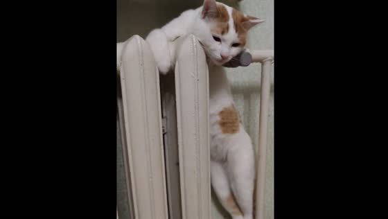 Cat warms paws on radiator in Kyiv, Ukraine