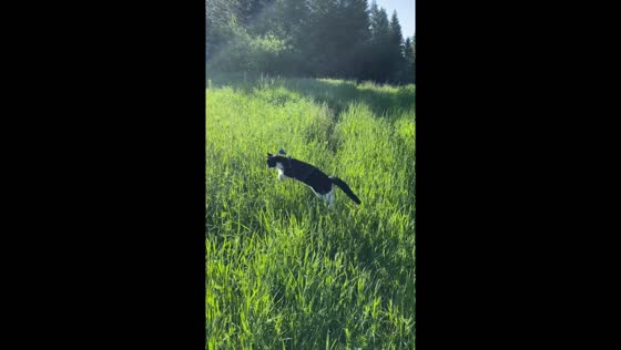 Kitten Fitz enjoys tall grass after three days of exploration in Ontario, Canada
