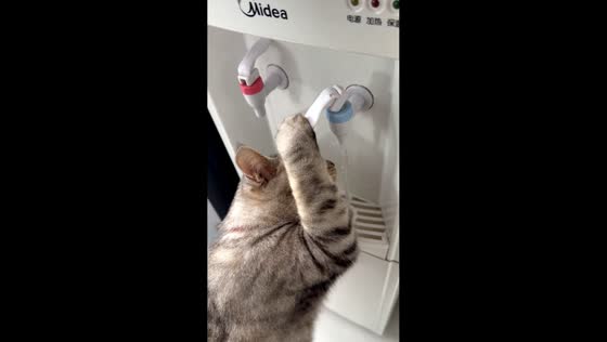 Cat drinks from dispenser lever and drip tray in Liaoning, China