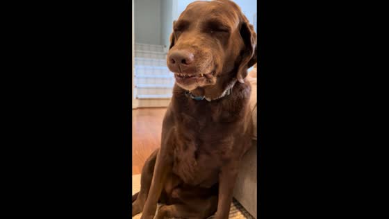 Canine culprit: a play lotion caper unveiled by inquisitive owner