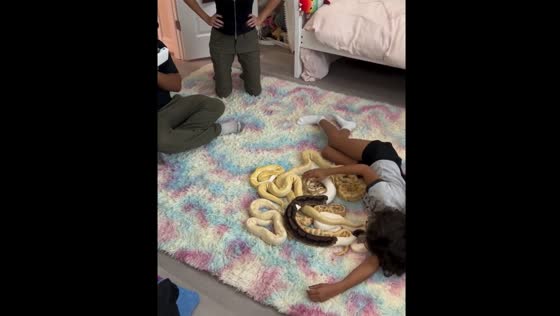 Snakes interact with daughter on rug in Fort Lauderdale, Florida