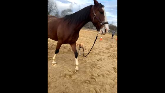 Dog playfully leads horse by the reins in Russia