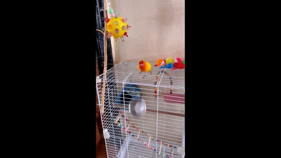 Parrot throws bowl in anger after being denied food in Jilin, China