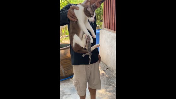 Cat bitten by gecko, rescued by concerned owner in Ratchaburi, Thailand