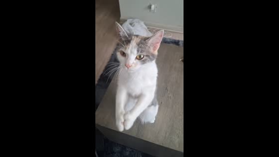 Kitten “begs” with paws in cute moment celebrating milestone in Kansas, USA