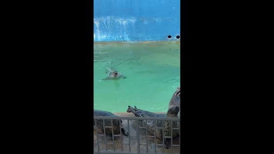 Energetic seal entertains visitors at Ocean World in Shandong, China