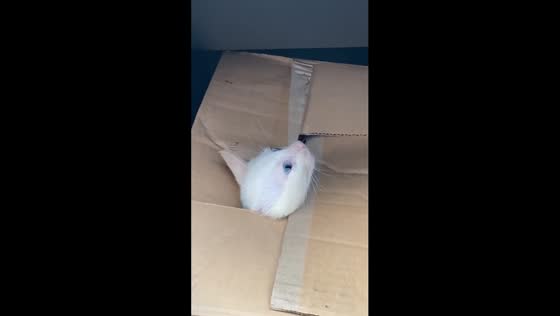 Tagaytay's adorable feline: cat box cutie